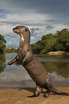 Giant River Otter (Pteronura brasiliensis) begging for fish, Karanambu Trust, Rupununi, Guyana