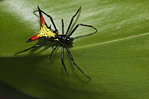Spiked Spider (Gasteracantha sp), Kanuku Protected Area, Rupununi, Guyana