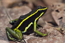 Three-striped Poison Dart Frog (Ameerega trivittata), Kanuku Protected Area, Rupununi, Guyana