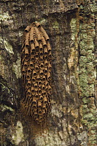 Sand Wasp (Sphecidae) mud tubes, Kanuku Protected Area, Rupununi, Guyana