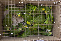 Yellow-crowned Parrot (Amazona ochrocephala) group for pet trade on flight to Georgetown, Guyana