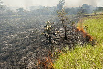 Savannah fire, Rupununi, Guyana