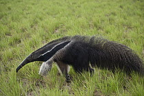 Giant Anteater (Myrmecophaga tridactyla), Karanambu Lodge, Rupununi, Guyana