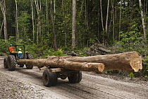 Sustainable logging operation, Iwokrama Rainforest Reserve, Guyana