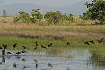 White-faced Whistling-Duck (Dendrocygna viduata) flock taking flight, Karanambu Lodge, Rupununi, Guyana