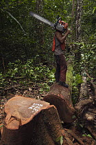 Sustainable logging operation, Iwokrama Rainforest Reserve, Guyana