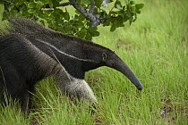 Giant Anteater (Myrmecophaga tridactyla), Karanambu Lodge, Rupununi, Guyana