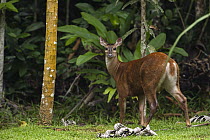 Red Brocket Deer (Mazama americana) female, Atta Lodge, Iwokrama Rainforest Reserve, Guyana