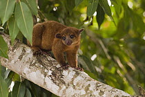 Kinkajou (Potos flavus) in tree, individual is part of legal pet trade, Georgetown, Guyana