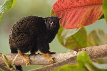 Midas Tamarin (Saguinus midas) in tree, indiviual is part of legal pet trade, Georgetown, Guyana