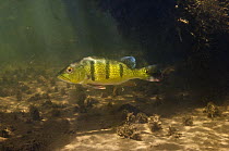 Peacock Bass (Cichla ocellaris), Karanambu, Rupununi, Guyana