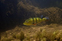 Peacock Bass (Cichla ocellaris) protecting fry, Karanambu, Rupununi, Guyana