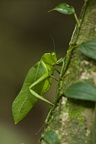 Katydid (Steirodon sp) mimicking leaf, Iwokrama Rainforest Reserve, Guyana
