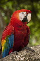 Scarlet Macaw (Ara macao), Apoteri, Rupununi, Guyana