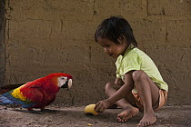 Scarlet Macaw (Ara macao) pet fed fruit by child, Apoteri, Rupununi, Guyana