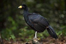 Black Curassow (Crax alector), Iwokrama Rainforest Reserve, Guyana