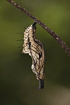 Sara Longwing (Heliconius sara) chrysalis, Iwokrama Rainforest Reserve, Guyana