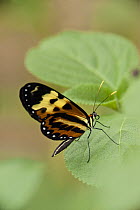 Orange-spotted Tiger Clearwing (Mechanitis polymnia), Iwokrama Rainforest Reserve, Guyana