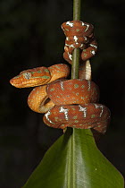 Emerald Tree Boa (Corallus caninus) coiled around stem, Iwokrama Rainforest Reserve, Guyana
