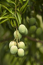Mango (Mangifera indica) fruit, Rupununi, Guyana