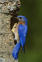 Eastern Bluebird (Sialia sialis) male at nest cavity, Brighton, Michigan
