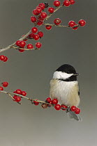 Black-capped Chickadee (Poecile atricapillus) with berries, North America