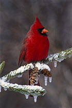 Northern Cardinal (Cardinalis cardinalis) male, Brighton, Michigan