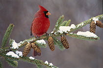 Northern Cardinal (Cardinalis cardinalis) male, South Lyon, Michigan