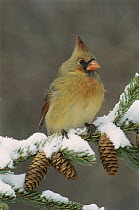 Northern Cardinal (Cardinalis cardinalis) female, North America