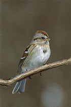 American Tree Sparrow (Spizella arborea), North America