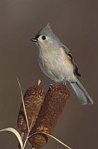 Tufted Titmouse (Baeolophus bicolor) on cattails, North America