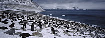 Adelie Penguin (Pygoscelis adeliae) colony, Paulet Island, Antarctic Peninsula, Antarctica