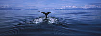 Humpback Whale (Megaptera novaeangliae) diving, Inside Passage, Southeast Alaska
