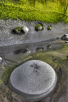 Boulders embedded in algae covered sea cliff, Tongaporutu, north New Zealand