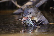 Giant River Otter (Pteronura brasiliensis) feeding on Catfish (Pseudoplatystoma corruscans), southern Pantanal, Mato Grosso, Brazil