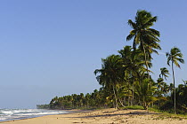 Coconut Palm (Cocos nucifera) group on beach, Marau Peninsula, southern Bahia, Brazil