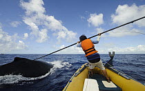 Humpback Whale (Megaptera novaeangliae) being tagged by researcher with satellite radio transmiter to study the migratory routes, southern Bahia, Brazil