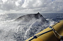 Humpback Whale (Megaptera novaeangliae) surfacing near a research boat, southern Bahia, Brazil
