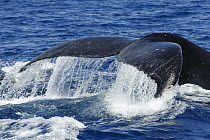 Humpback Whale (Megaptera novaeangliae) diving, southern Bahia, Brazil
