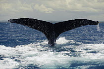 Humpback Whale (Megaptera novaeangliae) diving, southern Bahia, Brazil