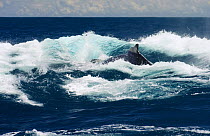 Humpback Whale (Megaptera novaeangliae) surfacing, southern Bahia, Brazil