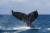 Humpback Whale (Megaptera novaeangliae) tail slaping, southern Bahia, Brazil