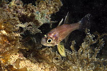 Blackfin Cardinalfish (Astrapogon puncticulatus), Santa Barbara Island, Abrolhos Islands, Brazil
