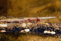 Black River Stingray (Potamotrygon motoro) venomous spine located in the base of the elongated caudal tail, Rio Negro, Pantanal, Brazil