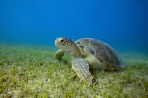 Green Sea Turtle (Chelonia mydas) resting on sea grass, Siriba Island, Abrolhos Islands, Bahia, Brazil