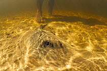 Black River Stingray (Potamotrygon motoro) hidden in sand with man standing behind, Rio Negro, Pantanal, Brazil