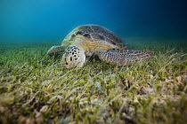 Green Sea Turtle (Chelonia mydas) feeding on sea grass, Siriba Island, Abrolhos Islands, Bahia, Brazil
