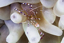Spotted Cleaner Shrimp (Periclimenes yucatanicus) on Giant Caribbean Anemone (Condylactis gigantea), Santa Barbara Island, Abrolhos Islands, Bahia, Brazil