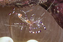 Spotted Cleaner Shrimp (Periclimenes yucatanicus) on Giant Caribbean Anemone (Condylactis gigantea), Santa Barbara Island, Abrolhos Islands, Bahia, Brazil