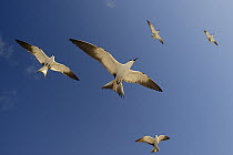 Sooty Tern (Onychoprion fuscatus) group flying, Rocas Atoll, Brazil